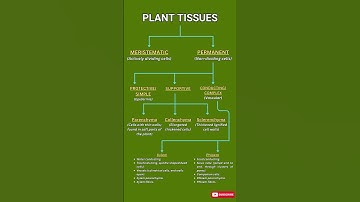 Plant Tissues Explained: Meristematic, Permanent, Xylem & Phloem | Biology Quick Guide