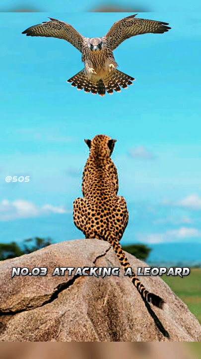Top Five Best Peregrine Falcon Attacks 😱 | 🦅 | 🥵