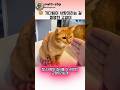 고양이가 아빠를 기다리는 이유 🥹 #고양이 #애정