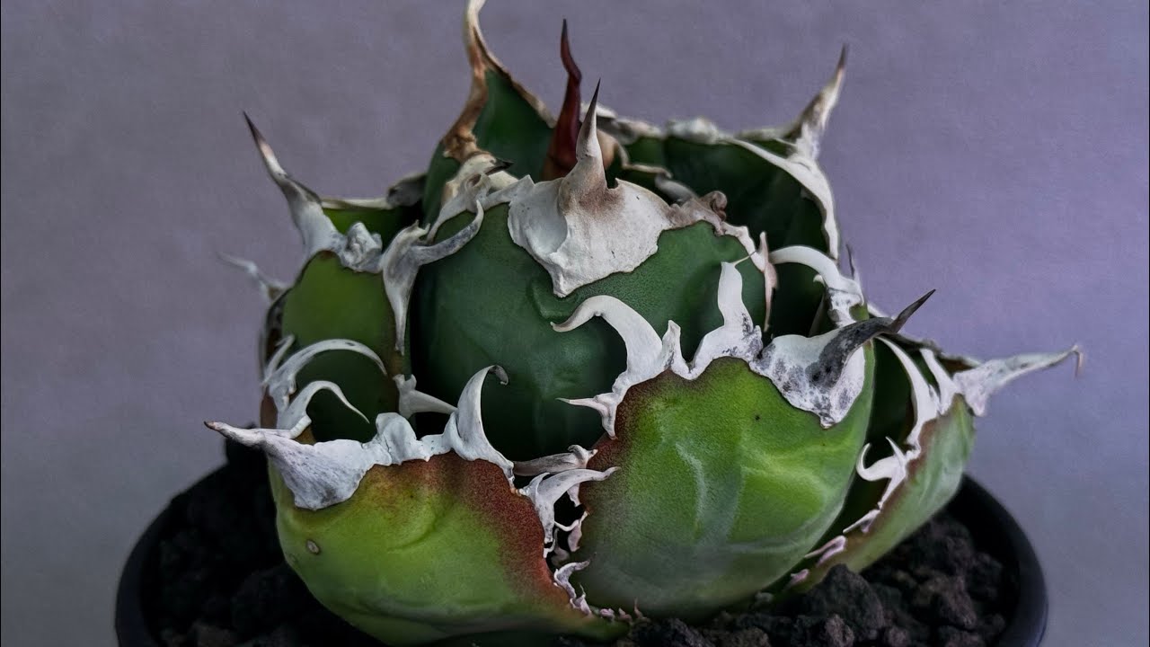 20260614 アガベ・チタノタ白鯨（厳選コンパクト）-047｜agave