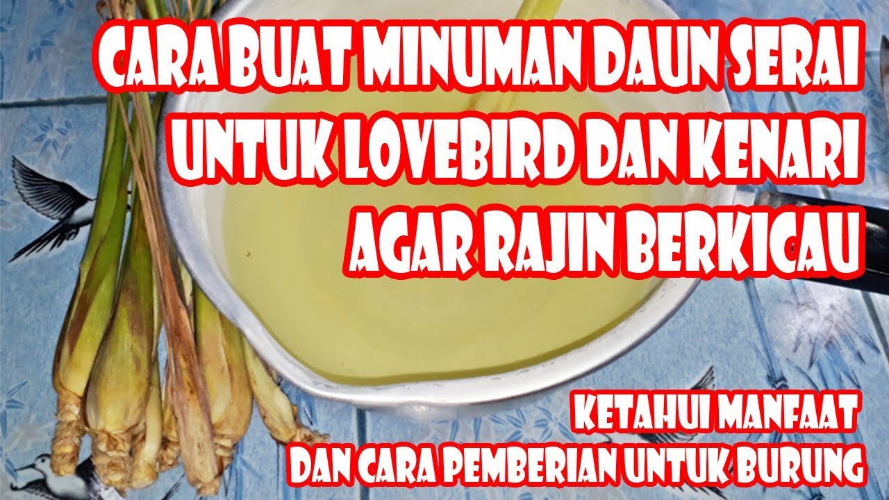 Cara Buat Minuman Daun Serai Untuk Lovebird Dan Kenari Agar Lebih Gacor  Cara Buat Minuman Daun Serai Untuk Lovebird Dan Kenari Agar Lebih Gacor