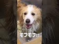 デブ犬だと思われている愛犬の誤解を解きます!!【ボーダーコリー】#shorts