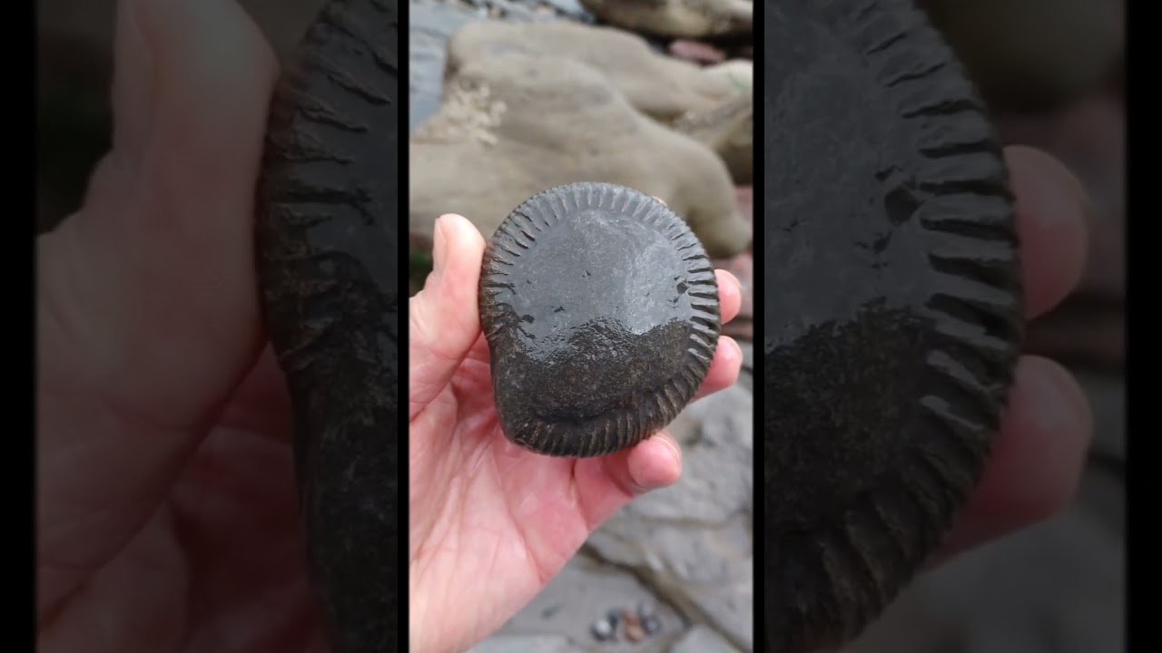 Fossils collected whilst fossil hunting! 