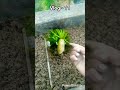 hamne lagay naye beej #vlogs #garden #shortvideo #shorts
