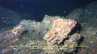 Cordell Bank Geology