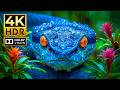 Breathtaking Wildlife Cinematic Music 4K HDR 120FPS Dolby Vision Atmos 8K 4K OLED TV 