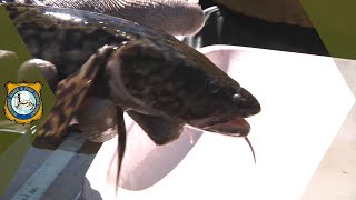 Boysen Burbot Study