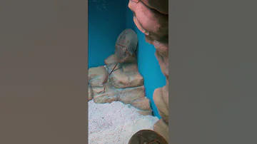 А у него голубая кровь! Мечехвост