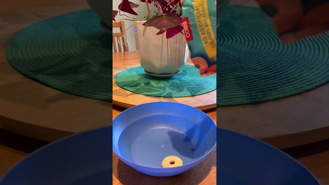 ASMR Dropping Sour Peach Rings 