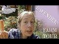 Oregon To Lavender In When Plant