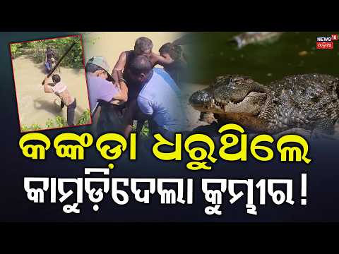 କଙ୍କଡ଼ା ଧରୁଥିଲେ କାମୁଡ଼ିଦେଲା କୁମ୍ଭୀର ! Crocodile Attack In Bhitarkanika Rajnagar | Kendrapada News