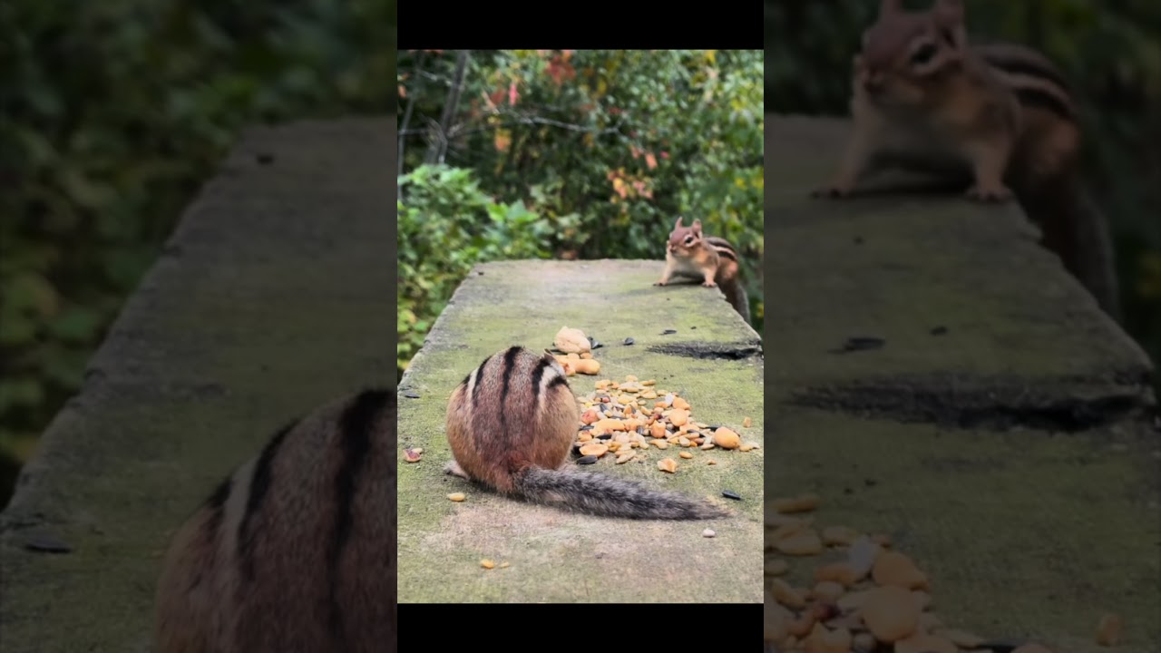 Alvin and Chipmunks) 