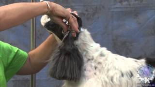 Information Grooming a Pet American Cocker in a Modified Show Trim Update