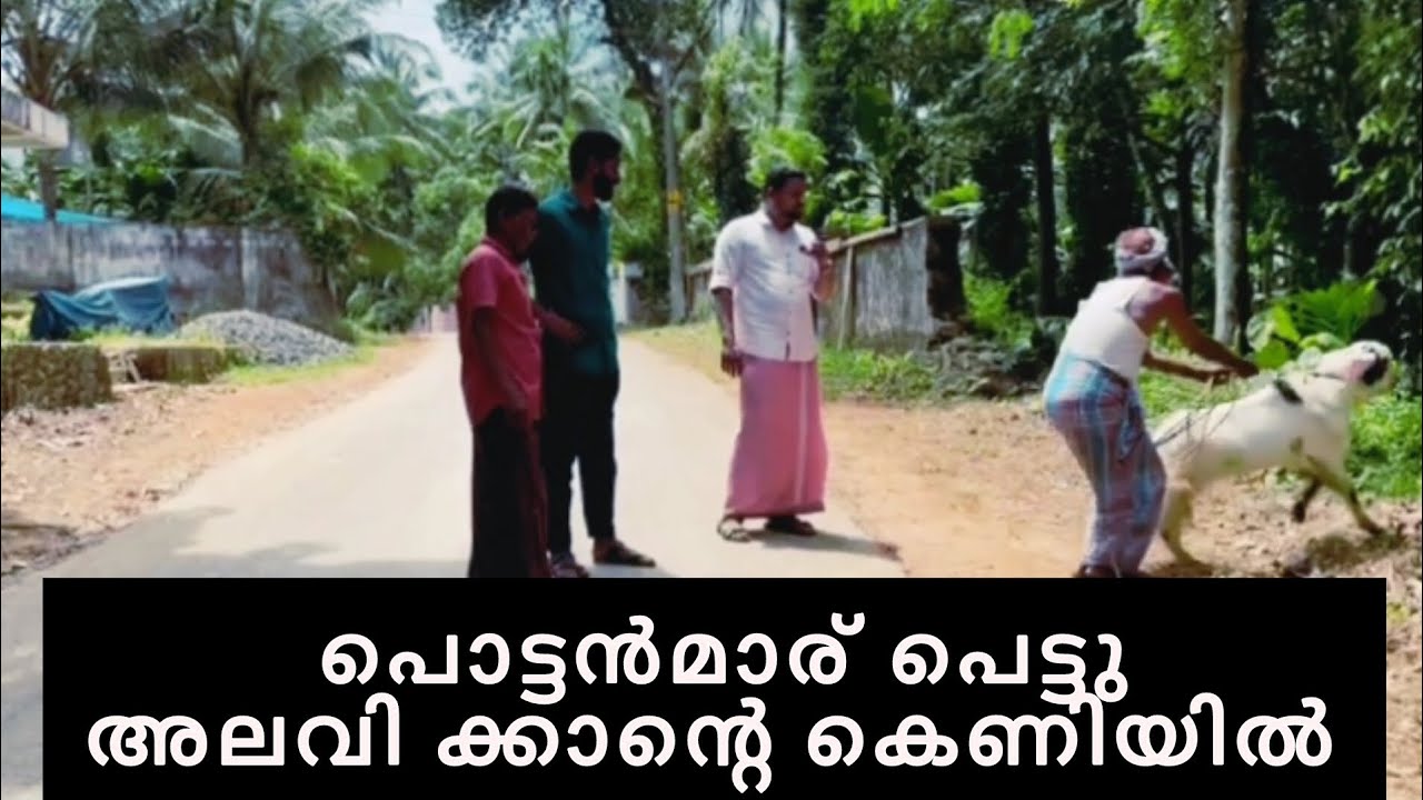 പൊട്ടൻമാര് പെട്ടു അലവിക്കാന്റെ കെണിയിൽ/foolish people fell in alavikka s trap/#comedy #video#shorts