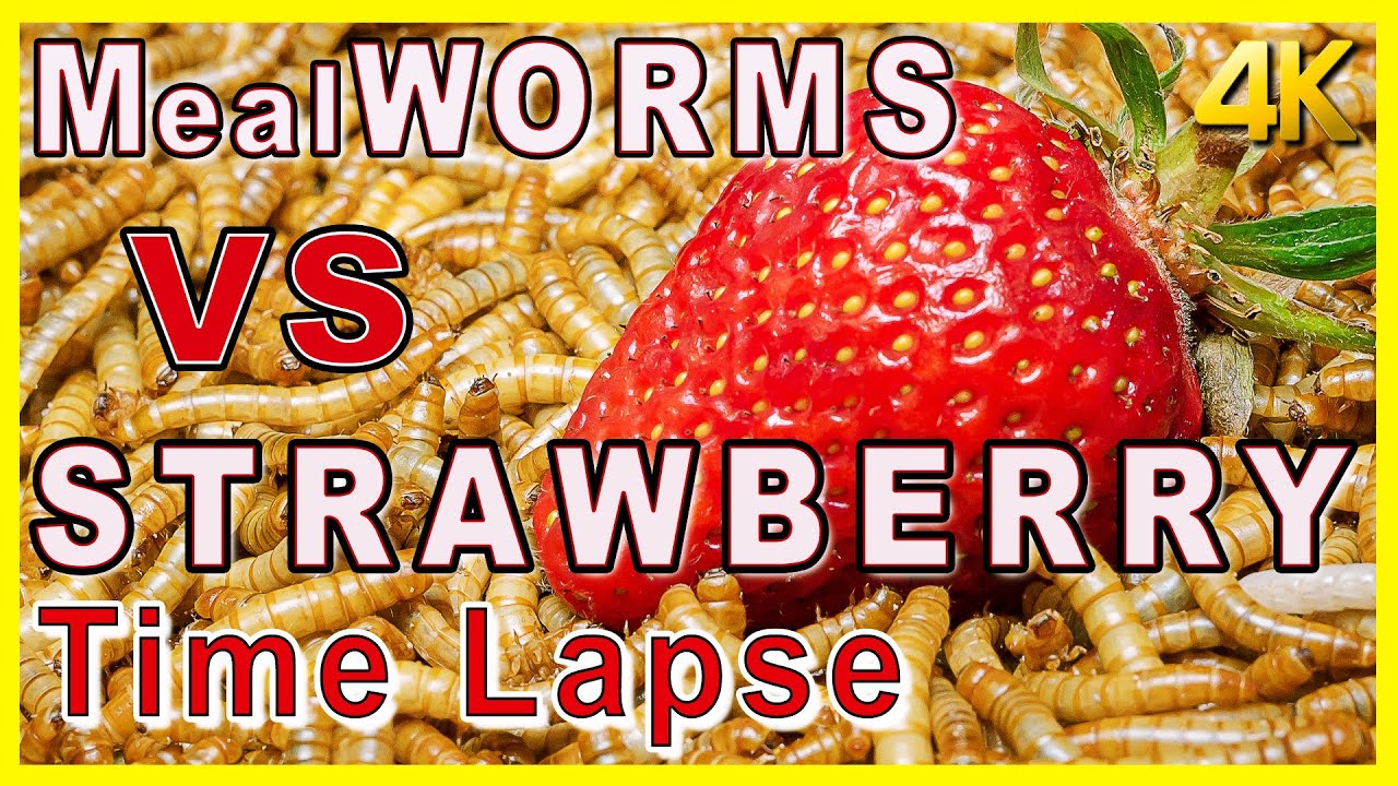Mealworms Eating Strawberry Time Lapse. Worms VS Berry [4K] YouTube