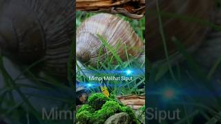 Download Lagu Arti mimpi melihat siput menurut Primbon Jawa MP3 Download Lagu Arti mimpi melihat siput menurut Primbon Jawa MP3
