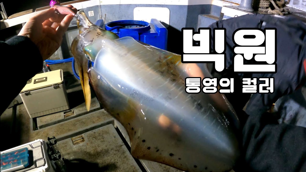 무늬오징어 팁런 드랙을 푸세요