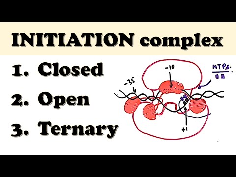 Prokaryotic Transcription INITIATION - How do sigma factor & RNA polymerase initiate transcription?