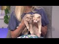 Petline9: Playful kittens Oliver and Rita would love to be adopted as a pair