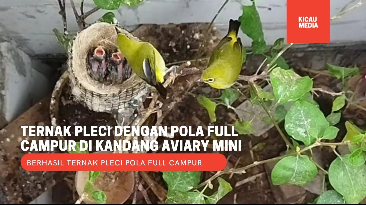 TERNAK PLECI POLA FULL CAMPUR DI KANDANG AVIARY MINI 