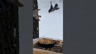 Slow Motion Yellow Butt