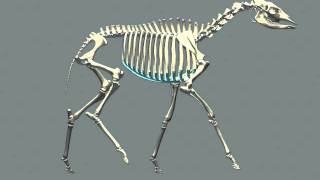 Okapi Ambling Walk Cycle
