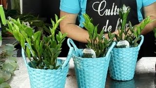 Plantas Para Casa de Praia | Flores - Cultura Mix