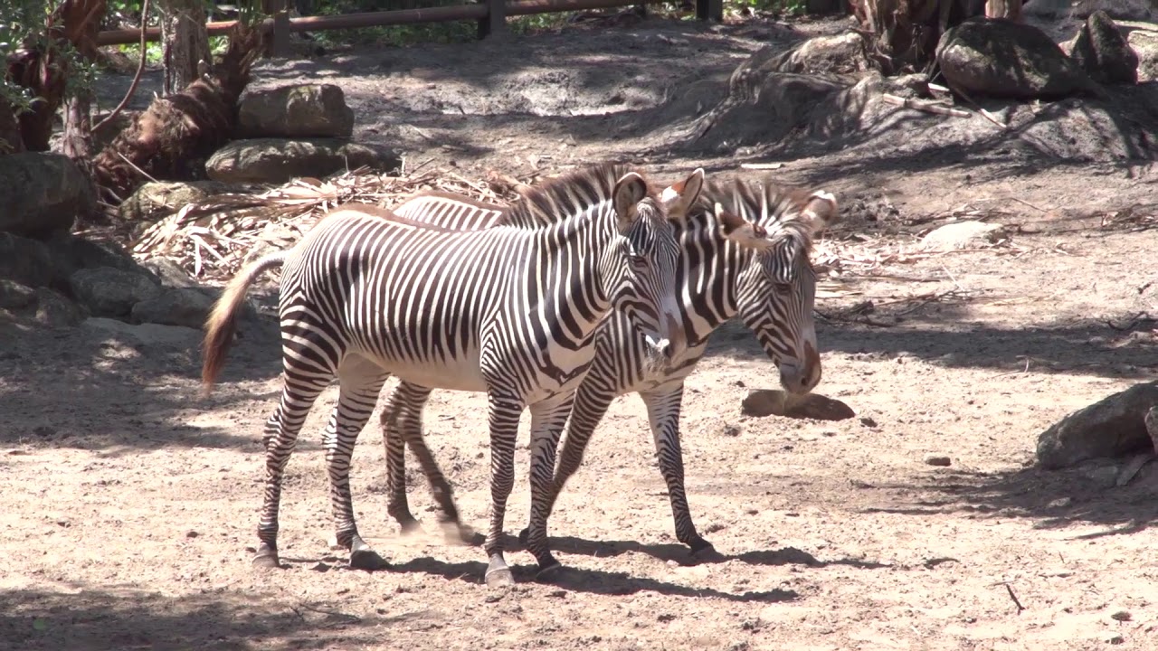 Brevard Zoo compost facility YouTube