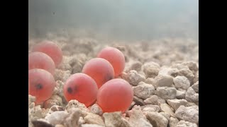 South Slough Salmon Life cycle Demonstration