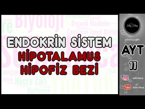 7) Endokrin Sistem - Hipotalamus - Hipofiz Bezi