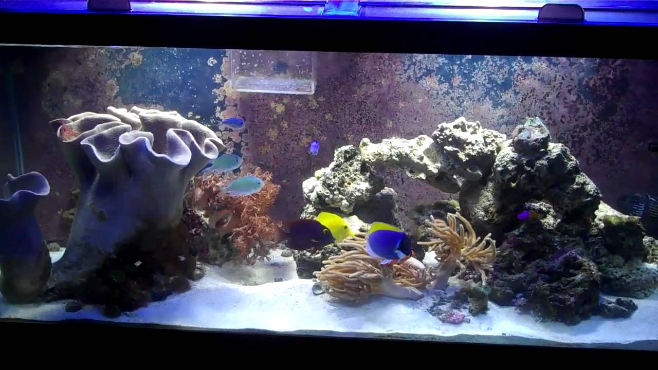 Salt water reef tank update 8/7/11