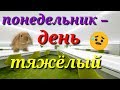 ПЕСНЯ ДЛЯ ТРУДЯЩИХСЯ! Приколы. Кролик поет.