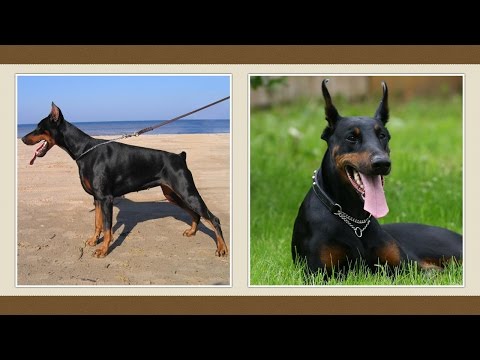 Dobermann kutya [fajtabemutató]