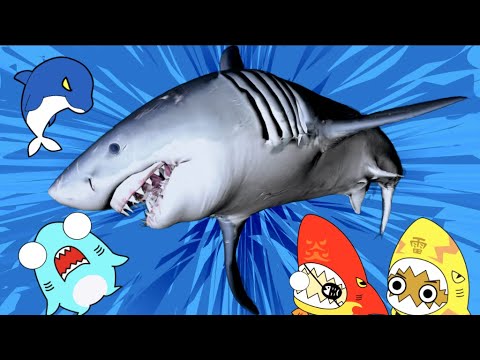 イルカが風邪をひいた ホホジロザメと水族館の冒険 サメニンジャーアニメ Youtube