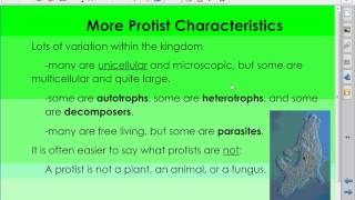 protists