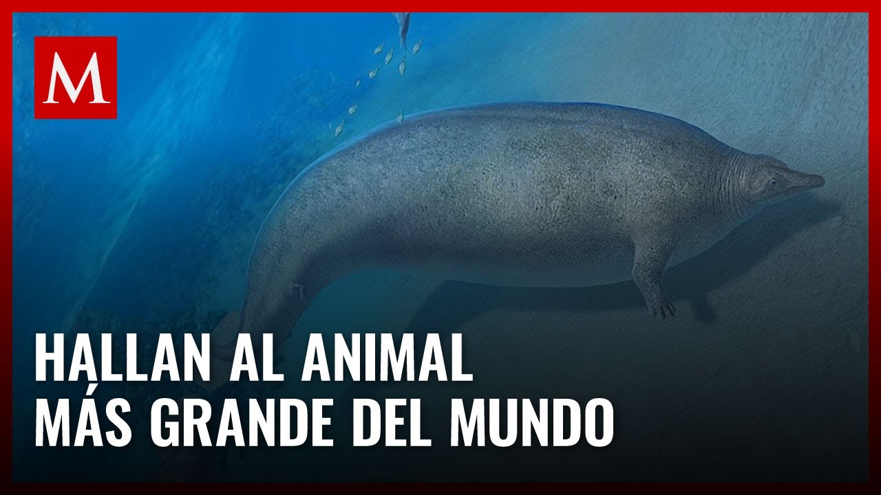 El descubrimiento de la ballena Perucetus asombra al mundo