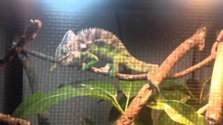 Giant Spiny Chameleon Eating Gr Hopper