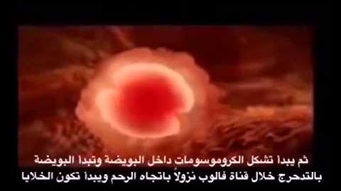 مقطع فيديو رائع لمراحل تكوين الجنين آيات عبدالباسط عبدالصمد