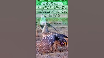 #سورة_الفلق #اكسبلور #المصحف #تيك_توك #الرحمن #duet #القزابري #حالات_واتس #الورقات #لايك #البرزخ