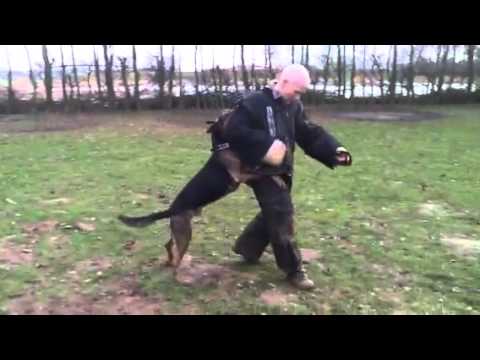 KNPV Stud Dog Billy BRN 23677