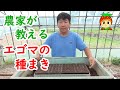 エゴマの種まきの方法を農家が教えます。【家庭菜園】