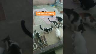 4 yıldır baktığım kedilerimle son günlerim. el uzatan olmadı dil uzatanlar kadar #evlat #kedilerim