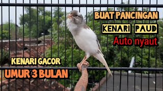 kenari gacor umur 3 BULAN ini ampuh buat pancingan KENARI PAUD BELAJAR BUNYI