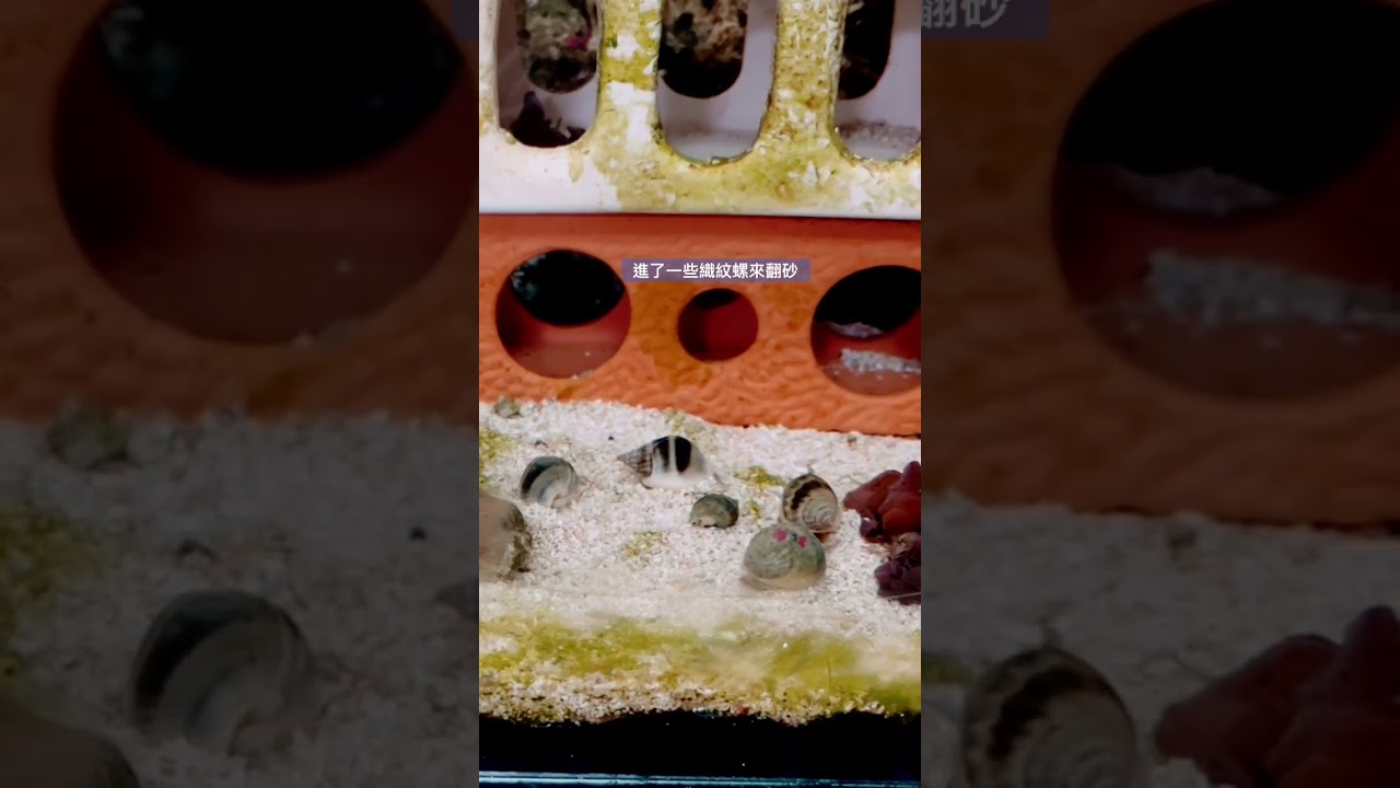 海水缸翻砂生物-織紋螺