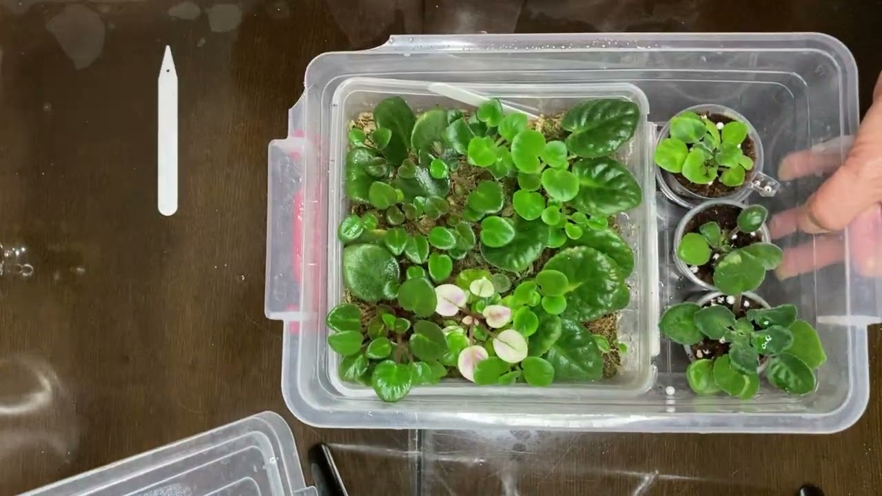 627. Bahara Hazırladığım Menekşelerim, Seradaki Menekşelerim, Spagnum  Menekşelerin Sağlığı Yerinde.