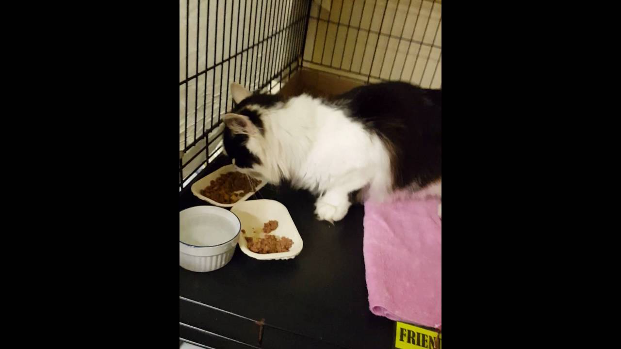 Cat missing fur from collar around its neck and leg YouTube