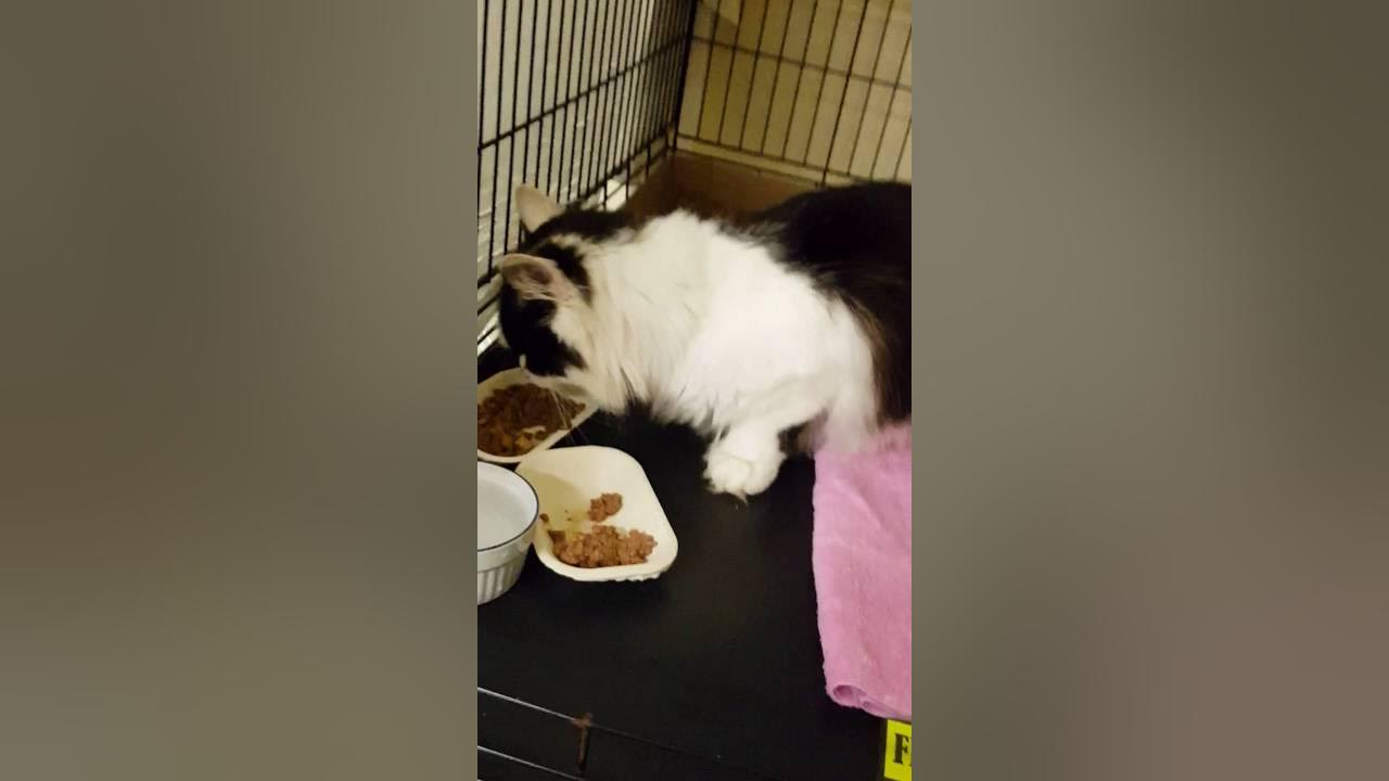 Cat missing fur from collar around its neck and leg YouTube
