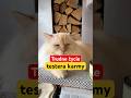 Trudne życie kociego TESTERA karmy #kot #zabawne #śmieszne