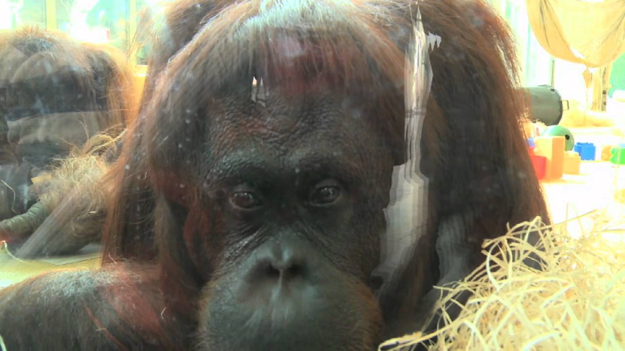 ZOO STAR ANIMALS - YouTube