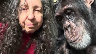Super Long Chimpanzee Grooming Session
